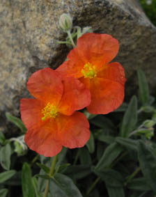 Helianthemum ‘Fire Dragon’